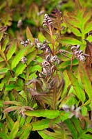 Onoclea sensibilis nouvelles frondes à feuilles de bronze