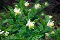 Maianthemum stellatum