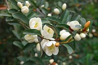 Michelia yunnanensis syn. Magnolia laevifolia à fleurs blanches parfumées