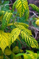 Virus nain touffu de framboise - RBDV - Rubus