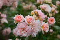Rosa 'Felicia' - HM - fleurs blanchies après une période très ensoleillée
