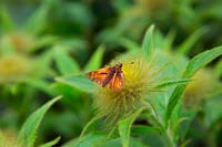 Ochlodes sylvanus Large Skipper butterfly perché sur le bourgeon d'ouverture d'Inula hookeri