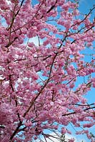 Prunus 'Accolade' cerisier en fleurs