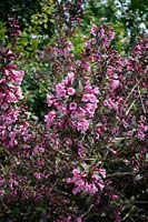 Weigelia florida 'foliis purpureis'