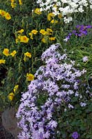 Rocaille au printemps avec Rock Roses - Helianthemum, Aubretia - Aubretia deltoidea, Cerastium tomentosum et Phlox