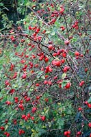 Rosa rubiginosa - Sweet Briar dans le Northumberland et montrant des sépales persistants