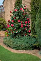 Cultivar de Camellia japonica rouge poussant contre un mur orienté nord-ouest d'une maison - fin mars