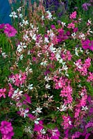 Géraniums et pétunias violets et roses et Gaura blanc en annuelles d'agrément