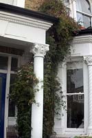 Jasminum polyanthum - des hivers doux et une situation urbaine abritée signifient que cette véranda est rustique à Londres - montré Peckham