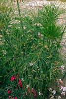 Cyperus papyrus dans les annuelles d'agrément