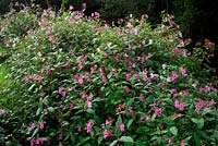 Baume de l'Himalaya Impatiens glandulifera sur les rives de la rivière Culm dans le Devon, UK