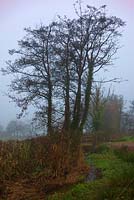 Alnus glutinosa - Aulnes sur une journée d'hiver brumeuse