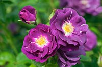 Rosa Rhapsody in Blue 'Frantasia' Rose