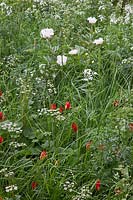 Combinaison de plantation de Tulipa sprengeri, Heuchera sanguinea 'White Cloud', Melica altissima 'Alba', Paeonia