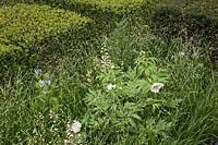 Le Telegraph Garden, RHS Chelsea Flower Show. Concepteur: Christopher Bradley-Hole. Melica altissima 'Alba', Paeonia emodi, If