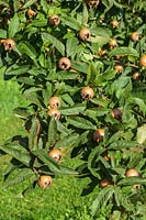 Mespilus germanica 'Bredase Reus' - Fruit de néflier