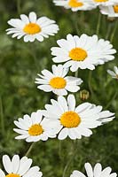 Anthemis punctata subsp. cupaniana - Camomille sicilienne