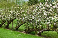 Malus domestica 'Laxton's Fortune' et 'Laxton's Exquisite' - une rangée de pommiers Cordon de 70 ans en fleurs