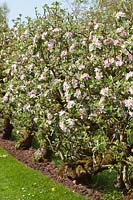 Malus domestica 'Laxton's Fortune' et 'Laxton's Exquisite' - une rangée de pommiers Cordon de 70 ans en fleurs