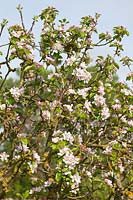 Malus domestica 'Lord Lambourne' - vieux pommiers du Cordon en fleur