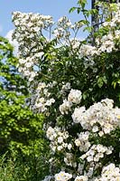 Rosa 'Rambling Rector' - une rose blanche qui fleurit en juin