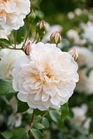 Rosa Lichfield Angel 'Ausrelate' - une rose musquée anglaise de David Austin,