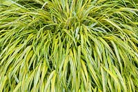 Hakonechloa macra 'Aureola' - Fountain Grass - une herbe dorée ornementale pour le jardin