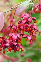 Euonymus planipes fruits colorés en automne - Brindille à tige plate