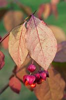 Euonymus planipes 'Sancho' - fruit rose s'ouvrant pour révéler des graines d'orange en automne
