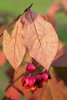 Euonymus planipes 'Sancho' - fruit rose s'ouvrant pour révéler des graines d'orange en automne