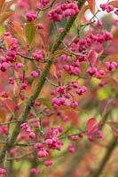 Euonymus hamiltonianus 'Pink Delight' - Graines d'automne de Spindle Tree pink