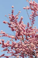 Prunus 'Accolade' Fleur de cerisier ()