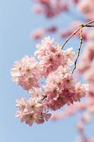Prunus 'Accolade' Fleur de cerisier ()