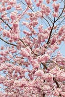 Prunus 'Accolade' chargé de fleurs au printemps