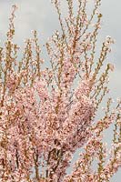 Prunus pendula var. ascendens 'Rosea'