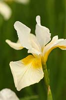 Iris sibirica 'Aile de mouette'