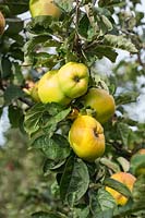 Pomme 'Mes favoris' Malus domestica - Pomme à cuire. Le crédit doit inclure: © Jo Whitworth