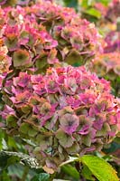 Hydrangea macrophylla Hamburg = 'Raham' (City-line Series) - fleurs d'automne fanées