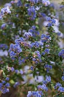 Ceanothus 'Puget Blue' - arbuste à feuilles persistantes à fleurs bleues au printemps