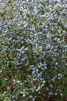 Ceanothus 'Eleanor Taylor' - un petit arbre à feuilles persistantes, fleurs bleu pâle au printemps