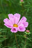 Cosmos bipinnatus 'Hummingbird Pink', une nouvelle variété compacte