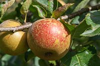 Malus domestica 'Ashmead's Kernel' - dessert pomme fruit en automne