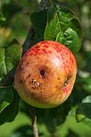 Malus domestica Peasgood's Nonsuch '- pomme en automne montrant des dégâts de guêpe