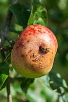 Malus domestica Peasgood's Nonsuch '- pomme en automne montrant des dégâts de guêpe