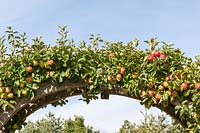 Malus domestica 'Jonagold' - pomme cultivée sur une arche