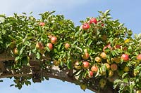 Malus domestica 'Jonagold' - pomme cultivée sur une arche