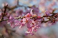 Prunus pendula 'Pendula Rosea' - Fleur de cerisier