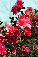 Camellia x williamsii 'Mirage' fleurit au printemps