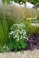 Un petit parterre de jardin d'été planté d'Astrantia 'Shaggy', Deschampsia, Heuchera 'Palace Purple', Erigeron karvinskianus