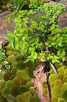 Un jardin de style japonais avec des boules de mousse